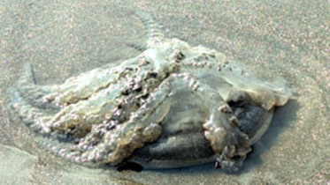 patuakhali_jelly_fish.jpg