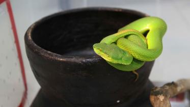 Snake