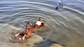 প্রাণীর প্রতি নিষ্ঠুরতা