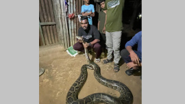 মৌলভীবাজারের কমলগঞ্জে উদ্ধার করা অজগর। ছবি: সংগৃহীত 