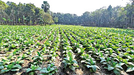 ছবি: স্টার।