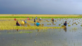 Brahmanbaria_Cropland-Submerged