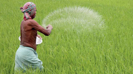 বাংলাদেশের ৯৫ শতাংশ কৃষক অসম মাত্রায় সার ব্যবহার করেন: বিশ্বব্যাংক