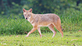 Jackal