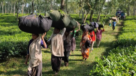 Tea Worker