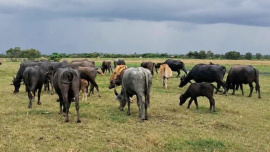 যমুনার চর। ছবি: স্টার