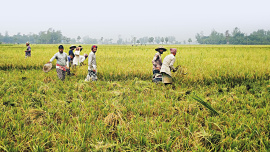 আউশের ভালো ফলন, তবুও লোকসানে কৃষক