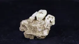 maros-lbb-1a_human_maxilla_fragment