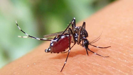 ডেঙ্গু