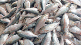 hilsha_fish.jpg