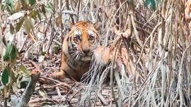 tiger-sundarban.jpg