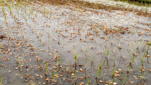 পচা আলুর বিষক্রিয়া