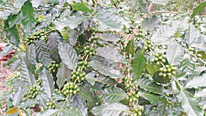 coffee3