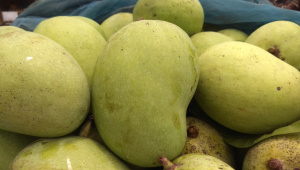 গুটি জাতের আম।