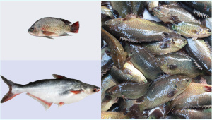 চাষের মাছ