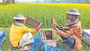 সরিষা, মধু, মৌ-পালন, সরিষার খেত,