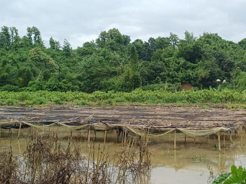 বন্যার পানিতে তলিয়ে আছে বান্দরবান সদর ইউনিয়নের গোয়ালাখোলা এলাকার বিস্তীর্ণ কৃষিজমি। ছবি: স্টার
