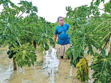 ফসলের ক্ষতি