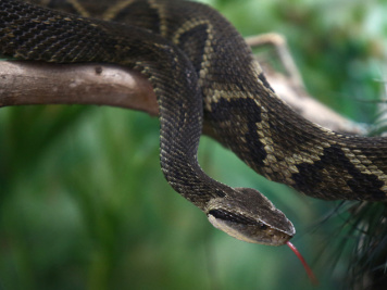 snake