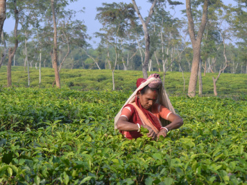 চা বাগানের কর্মী