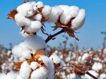 cotton.jpg