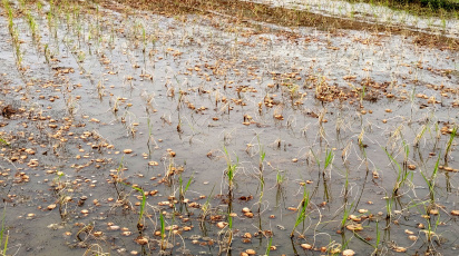 পচা আলুর বিষক্রিয়া