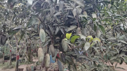 মৌলভীবাজারের বড়লেখায় পাহাড়ের ঢালের বাগানে বিভিন্ন জাতের আম। ছবি: সংগৃহীত