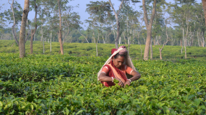 চা বাগানের কর্মী
