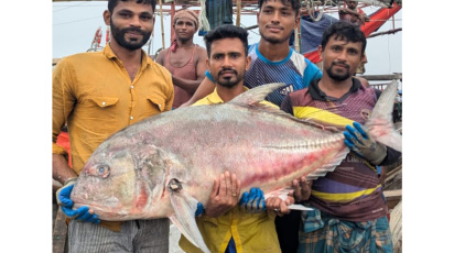তবল-মাছ