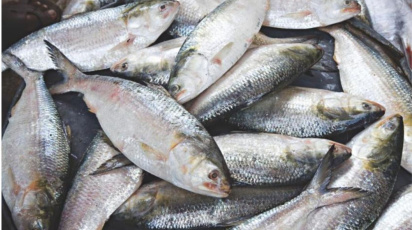 ইলিশ