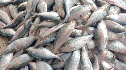 hilsha_fish.jpg