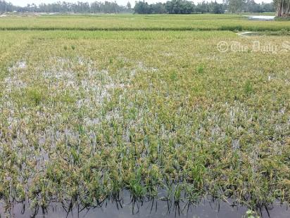 lalmonirhat_ripe_paddy-01_copy.jpg