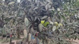 মৌলভীবাজারের বড়লেখায় পাহাড়ের ঢালের বাগানে বিভিন্ন জাতের আম। ছবি: সংগৃহীত