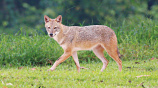  Jackal