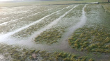 Noakhali-Crops-Damage