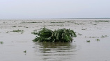 Sirajganj-river-swelling