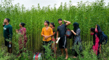 কুষ্টিয়ায় পুশ ইন চেষ্টা