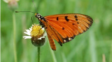 টাউনি কোস্টার। 