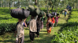 Tea Worker