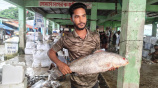  জেলের জালে ধরা পড়া ৮ কেজি ওজনের কালো দাতিনা। ছবি: স্টার