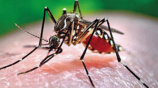 dengue_5_1_1_1.jpg