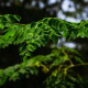 সজনে গাছ